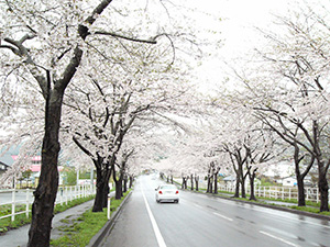 大畑の桜(かさまい大畑桜ロード)