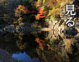 見る