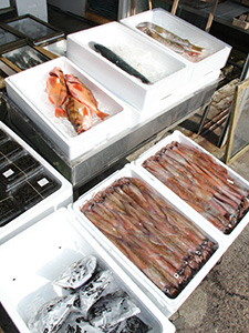 橋本鮮魚店