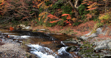 紅葉